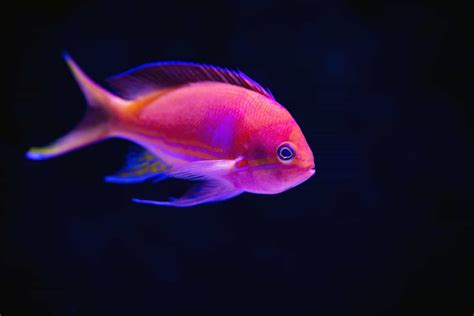 are fish cold blooded